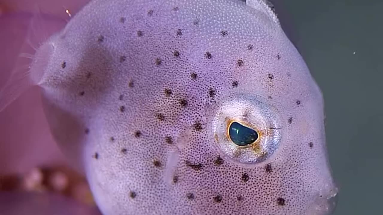 Little Inflator Filefish..