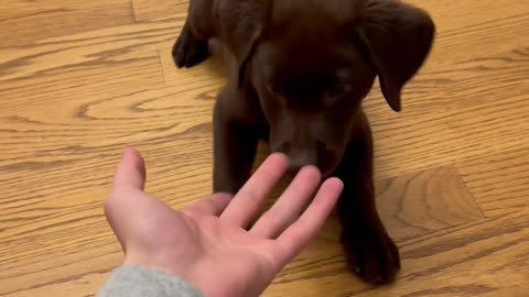 My Puppy's Favorite Treat is Fingers