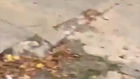 BPD Officer Suspended After Patrol Car Chase Through Park Heights