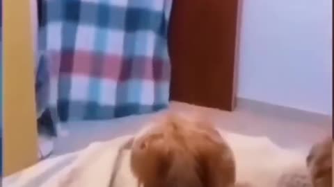 funny animals