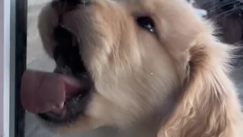 Funny Dog Videos