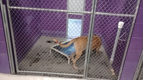 Tanner 1y Pet Id 944937 kennel 16 HSSAZ shelter he's very untrusting of me & over threshold202511214