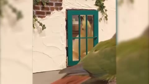 Funny Cute Parrot - Try Not To Laugh...