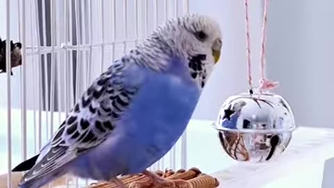 HD parrot video viral beauty famous