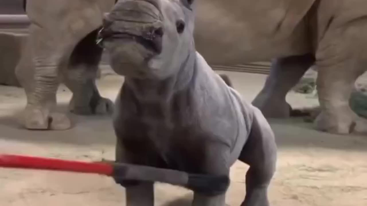 Likes A Good Brushing