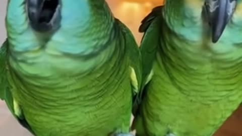 Funny Parrot Talks to Its Owner Like It's a Human