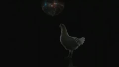 Chicken Song (High QWality)