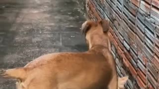 😂🐶 These Dogs Are the Best of Friends! | FunFM