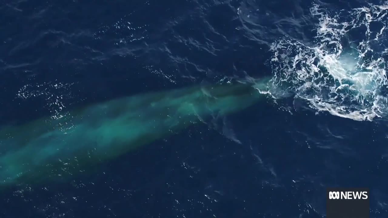 Blue whales heard 'everywhere' in signs of species' recovery: Dr Brian Miller