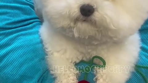 ❤️#hellomochi #dog #bichon cute bichon is here ❤️#hellomochi #dog #bichon