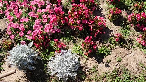 Maintaining Begonias