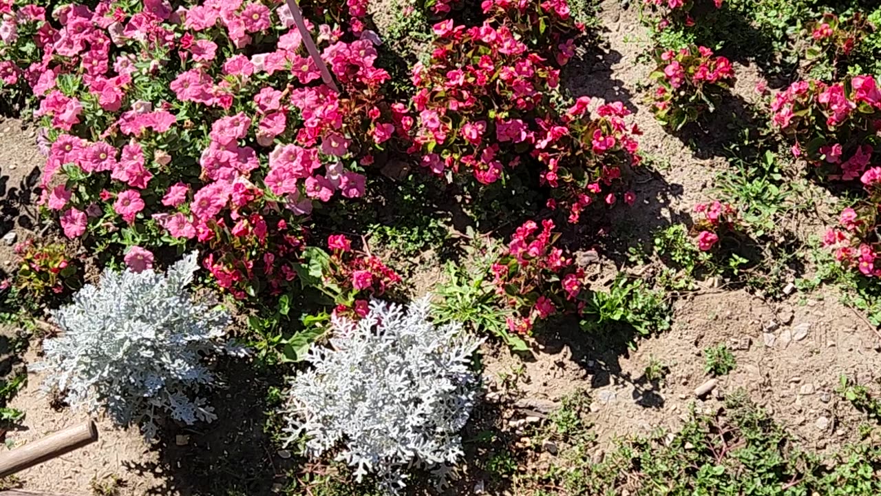 Maintaining Begonias