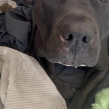 Miss understood Nigga Dogs.