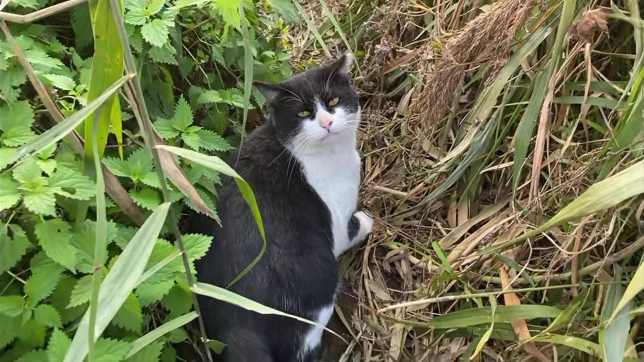 If you touch me, please give me some snacks.