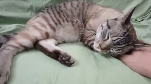 Head Scratches Heaven: This Cat Is So Cozy, You’ll Melt