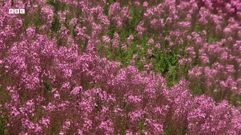 ‎Butterflies, Hummingbirds & Pikas Brave Harsh Yellowstone Summer | Great American Thaw | BBC Earth
