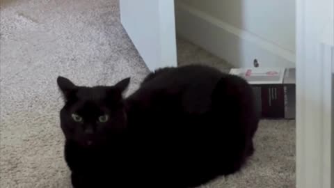 Cute Precious Piper is a Beautiful Loaf Security Guard - My Adopted Shelter Cat Vlog. #shorts
