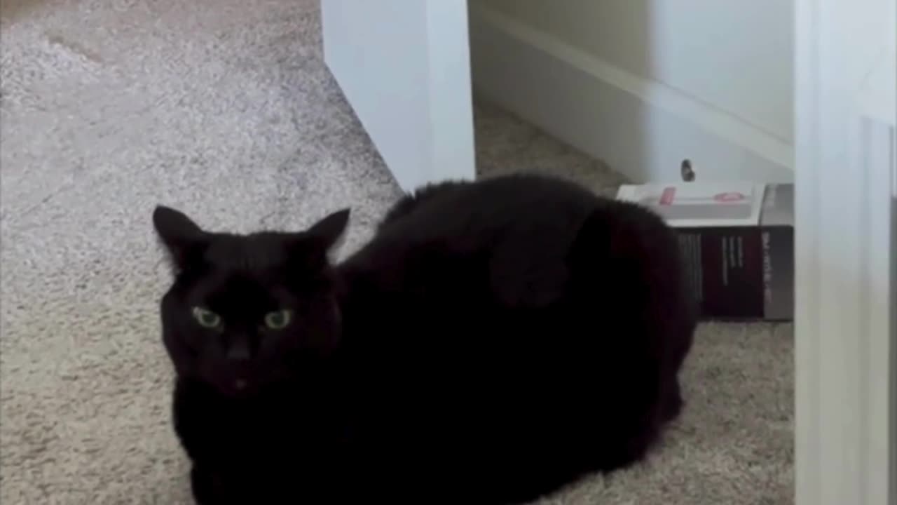 Cute Precious Piper is a Beautiful Loaf Security Guard - My Adopted Shelter Cat Vlog. #shorts