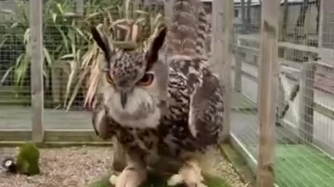 Funny Owls 😂😂