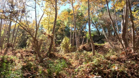 Relaxing Brook Mixed Visuals and Water Sounds 15 Minute in Nature #tranquility #watertherapy #stream