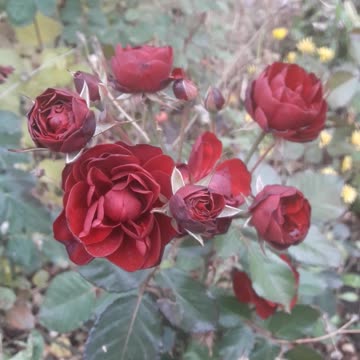 Burgundy roses from below