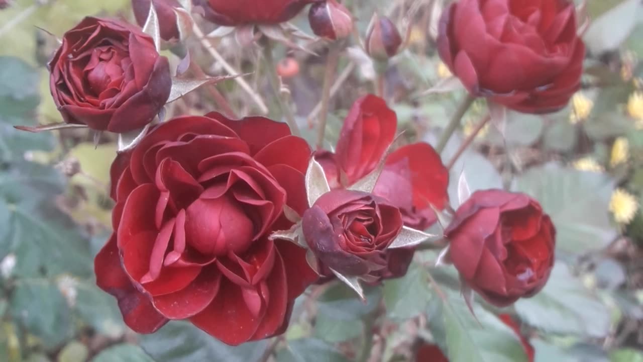 Burgundy roses from below