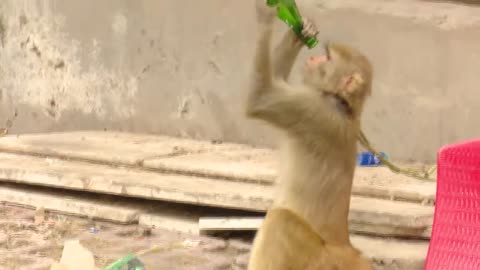 Happy Drink Moment Monkey Enjoy 7Up