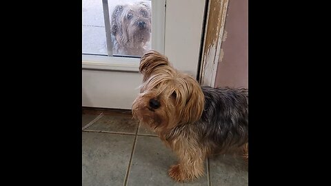 "Can He Come Over to Play???" Batman's friend wants to play #yorkies #funnydogs