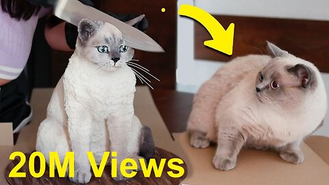 Whiskers & Frosting: A Cat’s Hilarious Cake Reaction