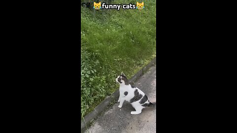 funny cat