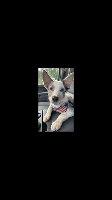 What do you get? #puppy #dog #texasheeler #heeler #acd #aussie #australian #cattledog #shepherd