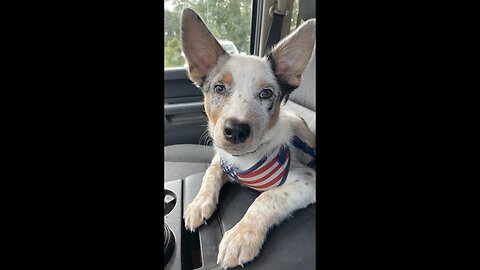 What do you get? #puppy #dog #texasheeler #heeler #acd #aussie #australian #cattledog #shepherd