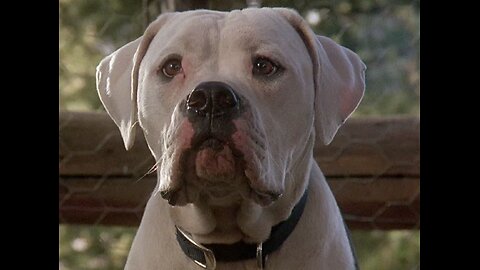 Dogs Rule