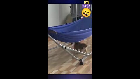 funny animal videos