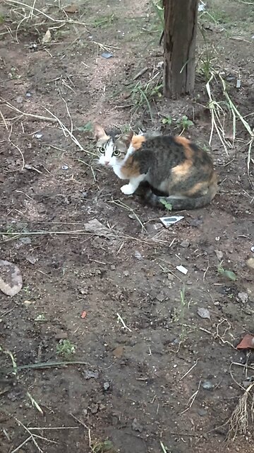 Cute Stray Cat with Gorgeous Eyes 😺 | Diana-videos