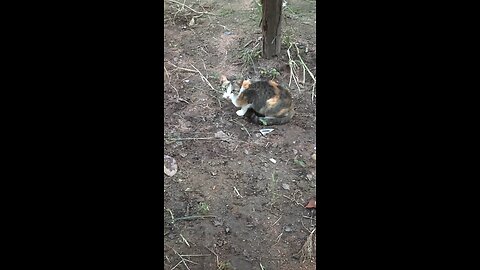 Cute Stray Cat with Gorgeous Eyes 😺 | Diana-videos