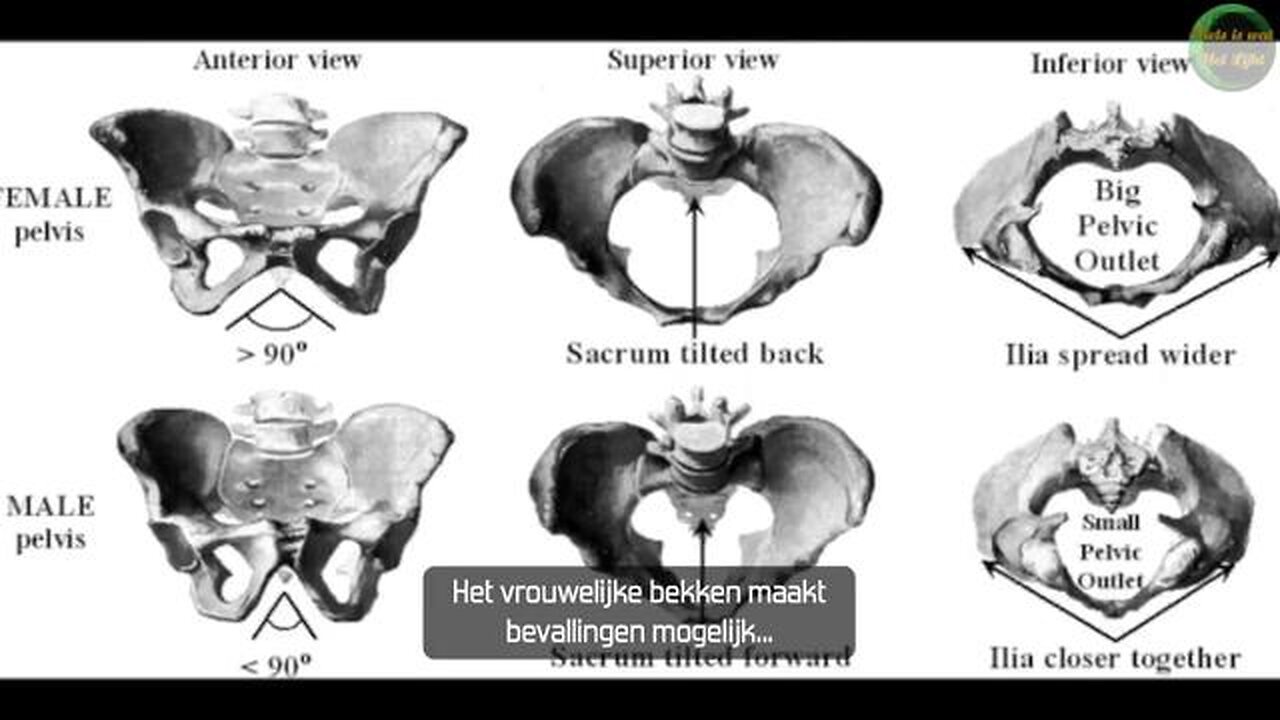 Mr.E - MTF & FTM as an example Madonna