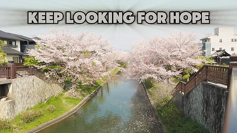 Cherry Blossom ❤️❤️❤️