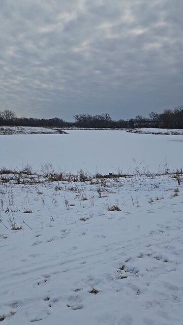 Geese in the Salt Creek Shallows
