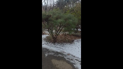 pine tree view in korea