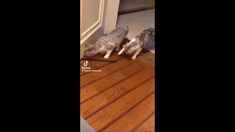 Funny cat