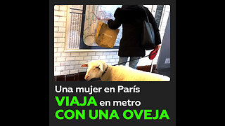 Graban a una pasajera del metro con una mascota poco convencional