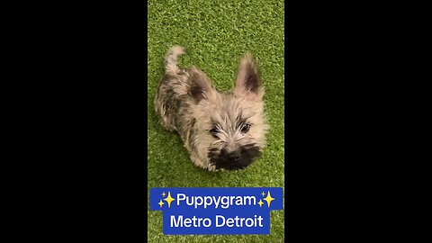 Willow - Cairn Terrier