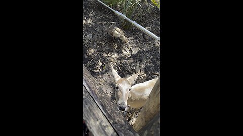 The Brevard Zoo in Melbourne, Florida