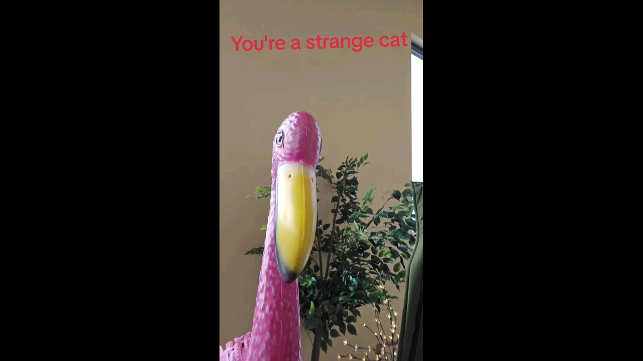 You're a strange cat.