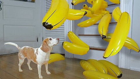 Cute Dog Goes Bananas for Giant Bananas!