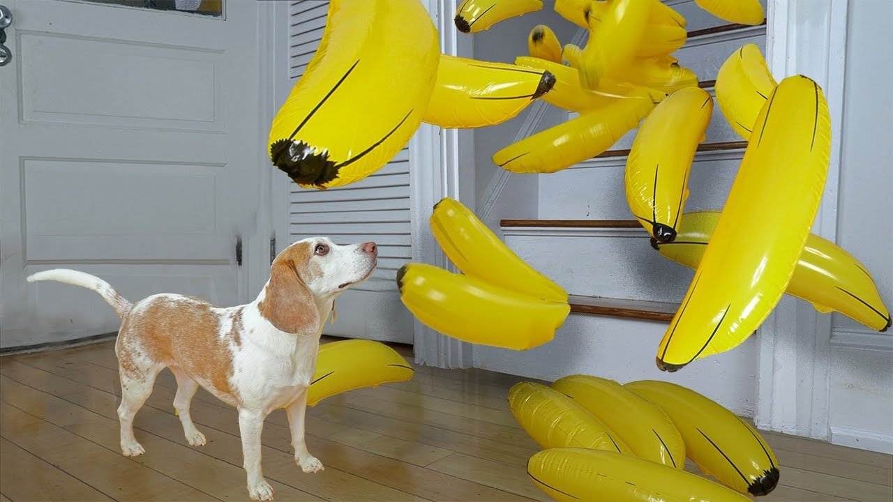Cute Dog Goes Bananas for Giant Bananas!