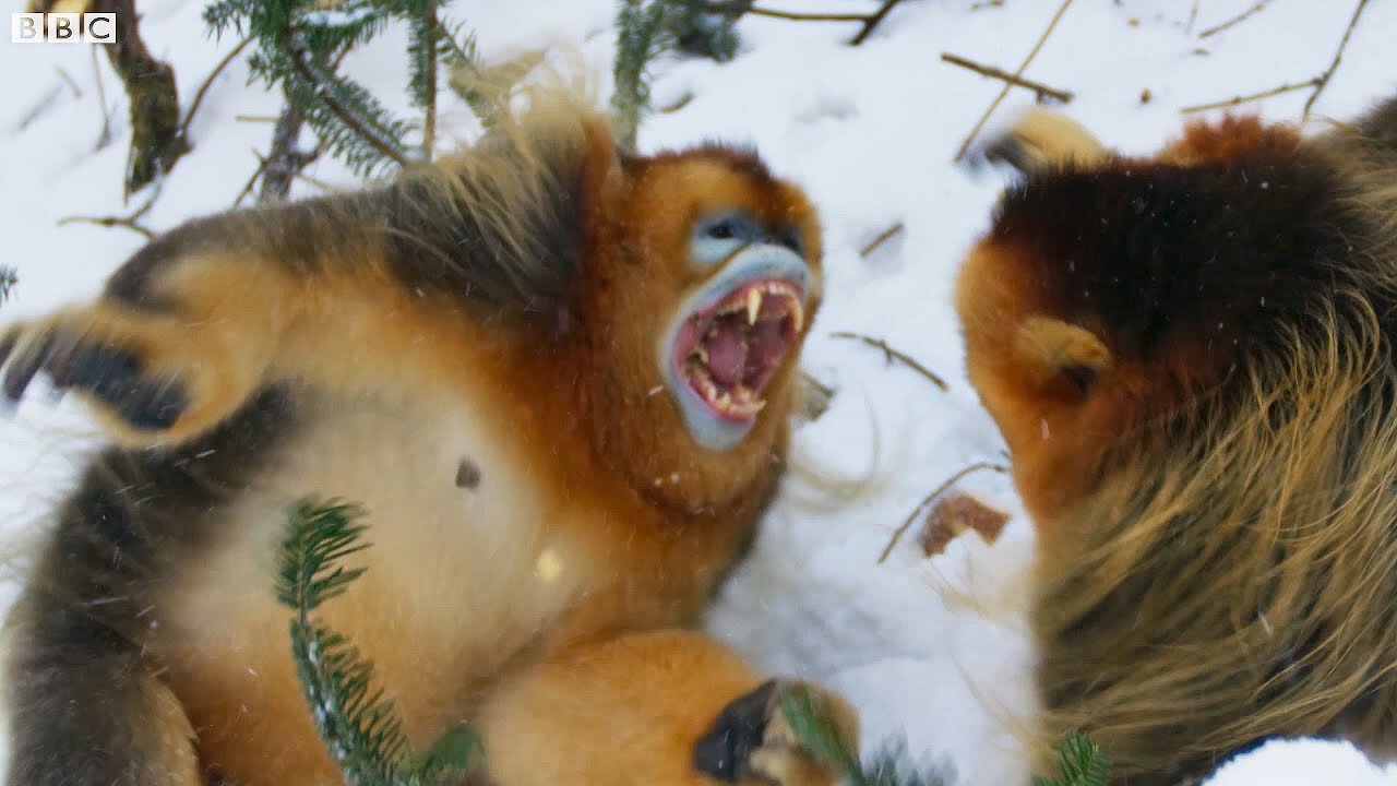 Snow Monkey Families In Battle