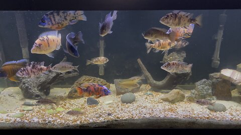 Cichlids