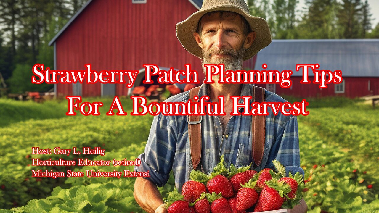 Strawberry Patch Planning Tips for a Bountiful Harvest